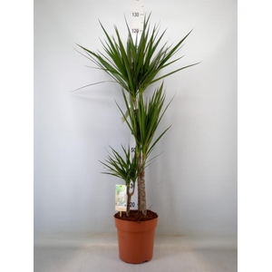 Dracaena marg.