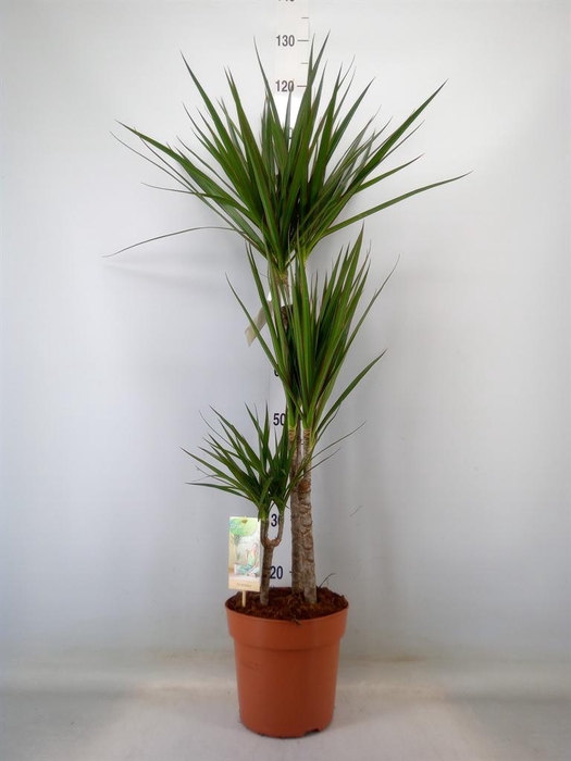 <h4>Dracaena marg.</h4>