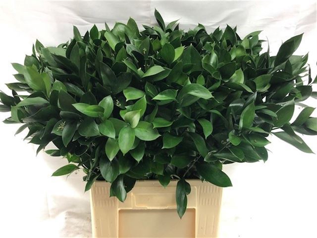 <h4>RUSCUS HYPOPHYLLUM</h4>