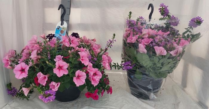 <h4>HANGING BASKETS</h4>