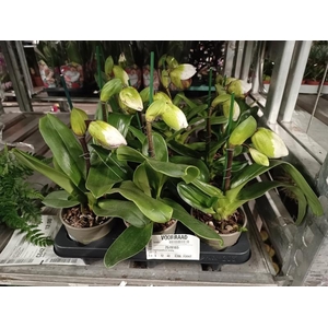Paphiopedilum overig