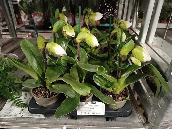 <h4>Paphiopedilum overig</h4>