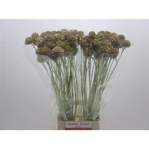 Scabiosa Stellata Seeds