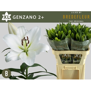 Li Or Genzano 2+ Bredefleur