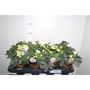 Hell Ni Chr Carol 12+