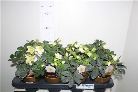 <h4>Hell Ni Chr Carol 12+</h4>