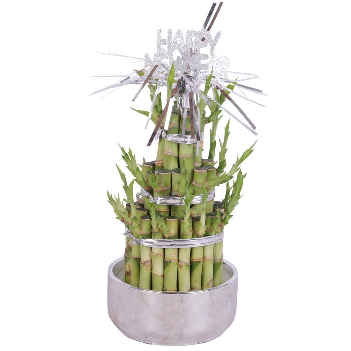 <h4>Lucky Bamboo Round 3Big in Ø12cm Ceramic Silver</h4>