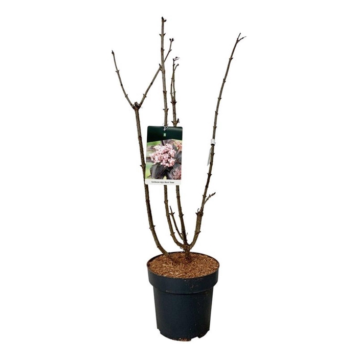 <h4>Sambucus nigra Black Tower</h4>