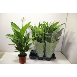 arr8 Spath Bingo Cupido