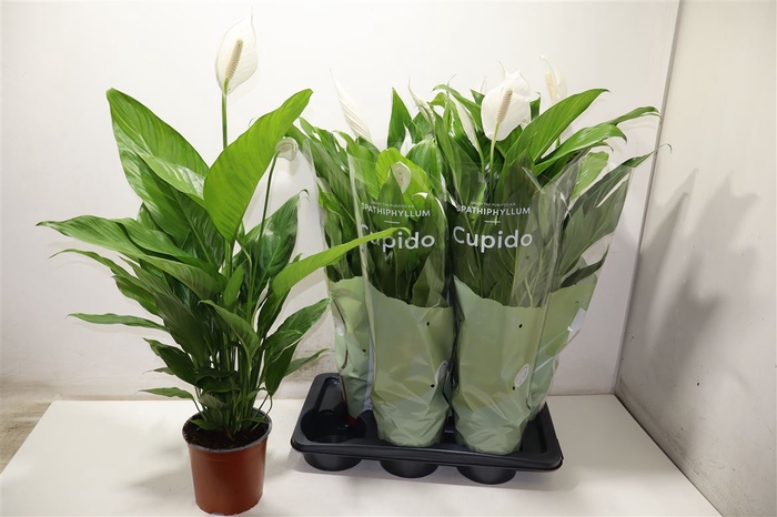 <h4>arr8 Spath Bingo Cupido</h4>