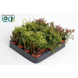 RHIPSALIS OV