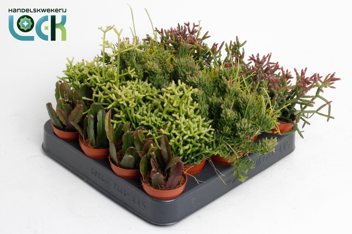 <h4>RHIPSALIS OV</h4>