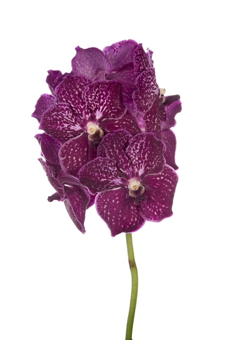 <h4>Vanda Nitaya Ruby Love</h4>