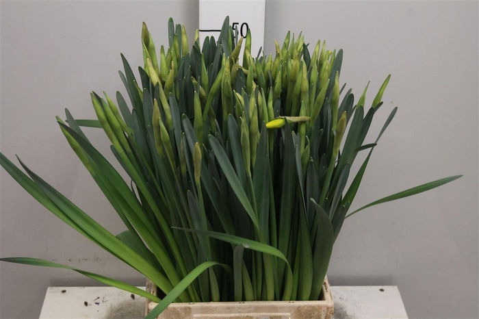 <h4>Narc G Pinza</h4>