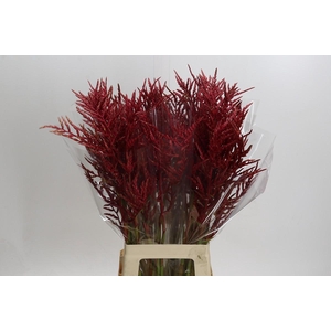 Bromelia Red Paloma