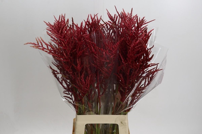 <h4>Bromelia Red Paloma</h4>