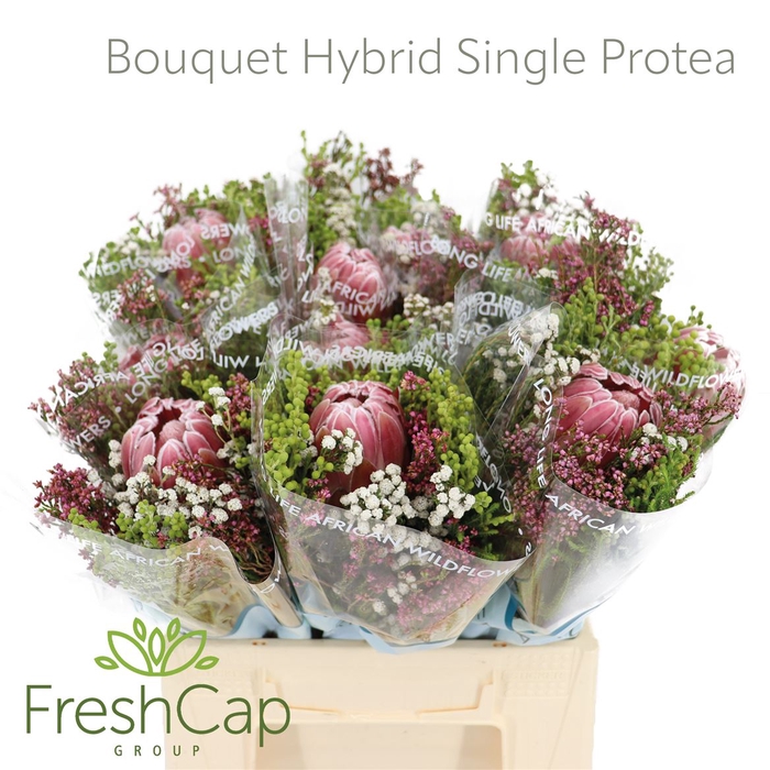 <h4>Bouquet Hybrid Single Protea</h4>