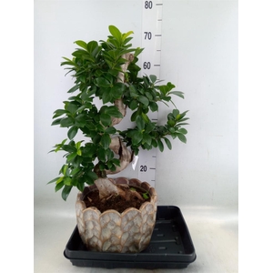 Ficus microcarpa 'Ginseng'