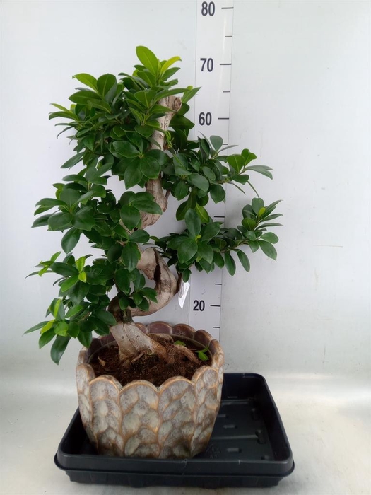 <h4>Ficus microcarpa 'Ginseng'</h4>