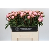 Paeonia Sarah Bernhardt