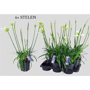 Agapanthus Pitchoune White