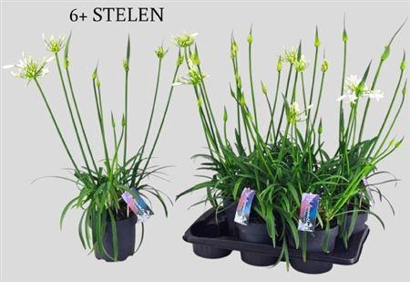 <h4>Agapanthus Pitchoune White</h4>