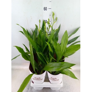 Zygopetalum  'Louisendorf'