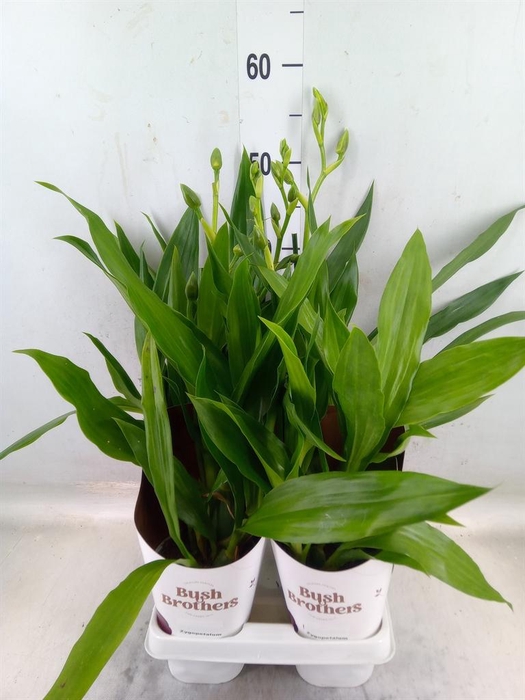 <h4>Zygopetalum  'Louisendorf'</h4>