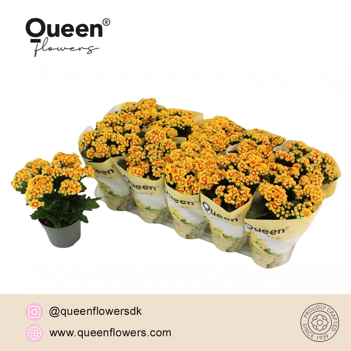 <h4>Kalanchoe Lausanne P12 Queen</h4>