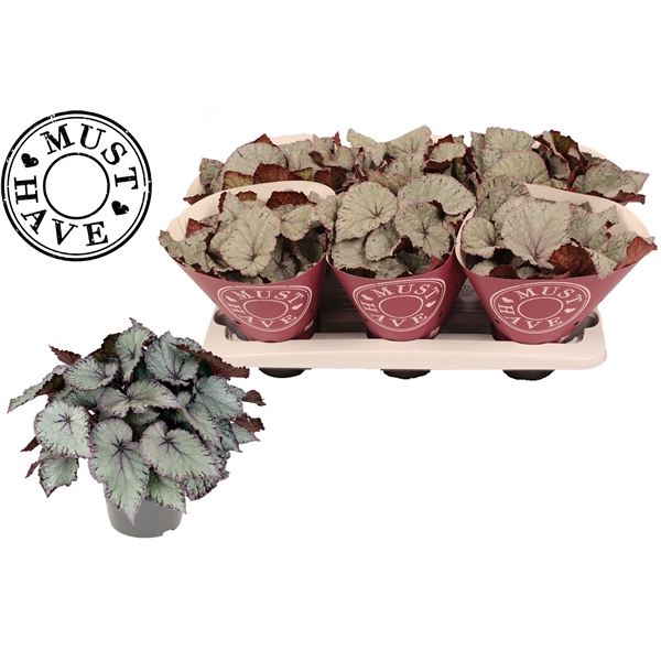 <h4>Bladbegonia Rex Hawaiian Silver MUST HAVE</h4>