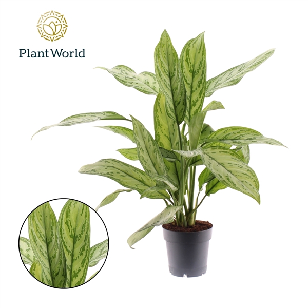 <h4>Aglaonema Silver Queen</h4>