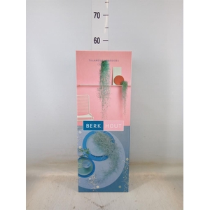 Tillandsia usneoides