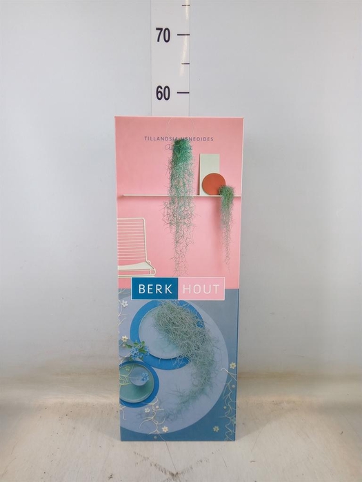 <h4>Tillandsia usneoides</h4>