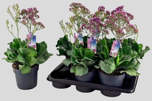 <h4>LIMO SALT LAKE</h4>