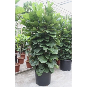 Ficus Lyrata 6 per pot