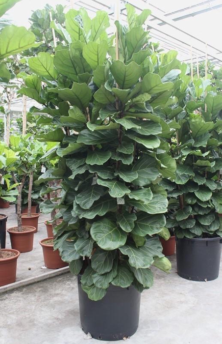 <h4>Ficus Lyrata 6 per pot</h4>