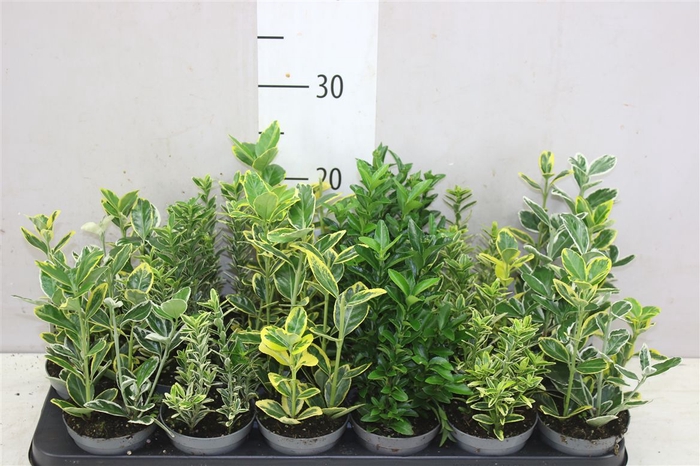 <h4>Euonymus Jap Gemengd</h4>