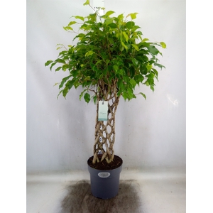 Ficus benja.   ...special shapes
