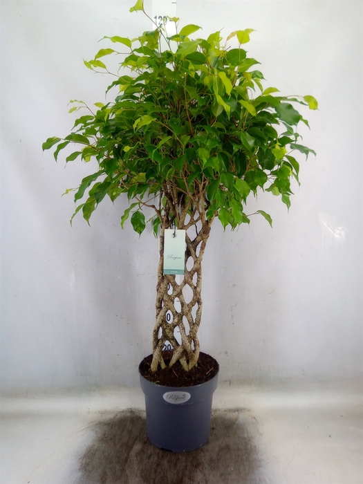 <h4>Ficus benja.   ...special shapes</h4>