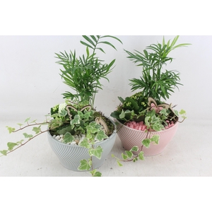 arr2 PL - Ker. lazaro schaal x3 - roze/wit