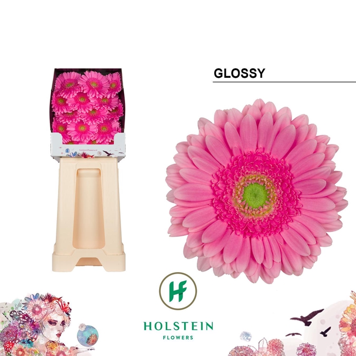 <h4>Ge Gr Glossy</h4>
