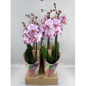 Phalaenopsis  'FC Magic Art'