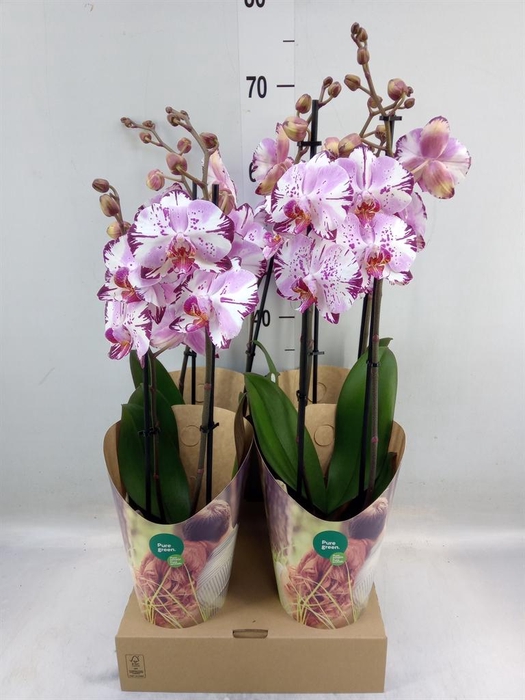 <h4>Phalaenopsis  'FC Magic Art'</h4>