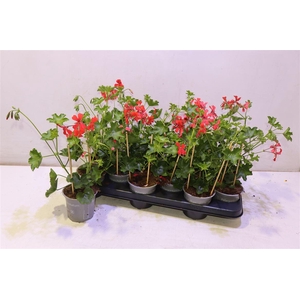 Pel Pelt Balkon Rood