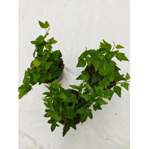 HEDERA HELIX P9 GROEN