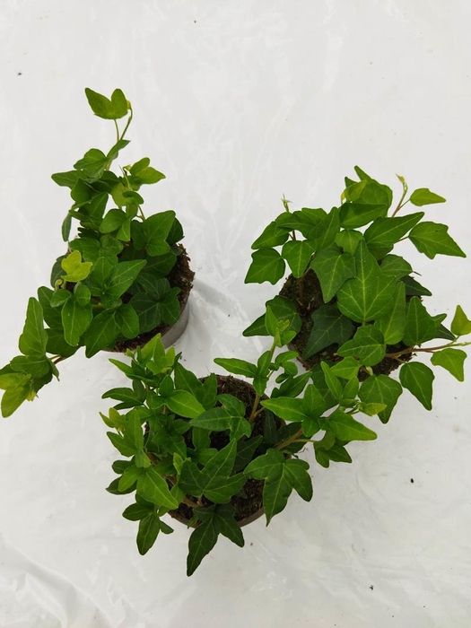 <h4>HEDERA HELIX P9 GROEN</h4>