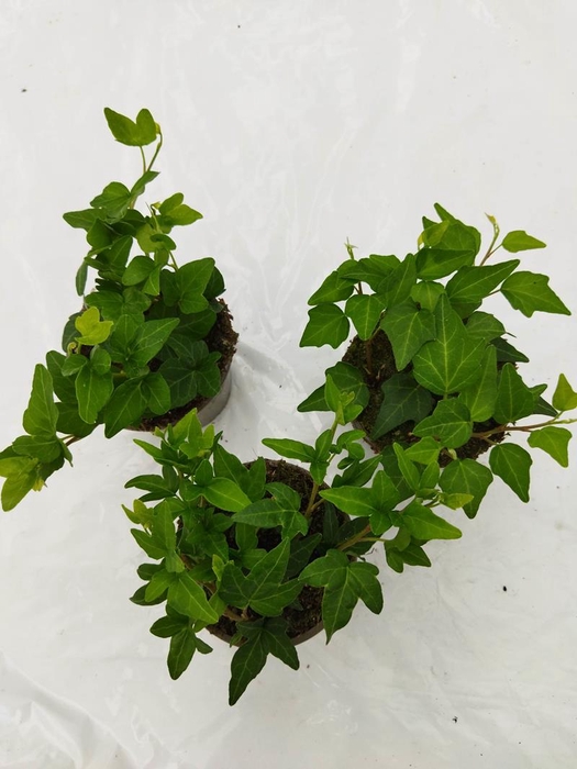 HEDERA HELIX P9 GROEN