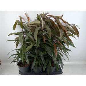 Ficus binn. 'Amstel King'