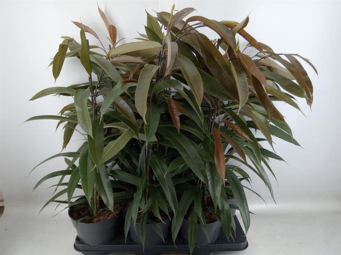 <h4>Ficus binn. 'Amstel King'</h4>