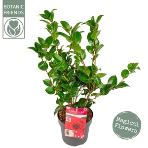 Camellia japonica